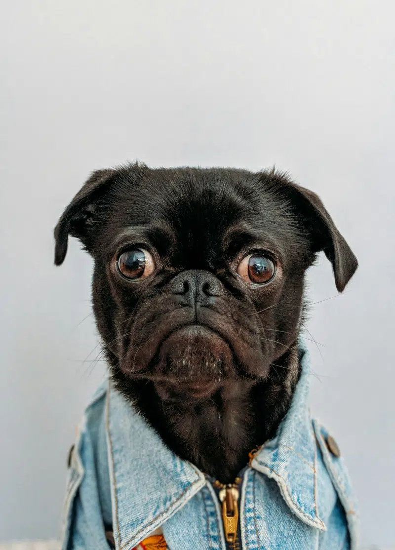 chien-decu-page-404